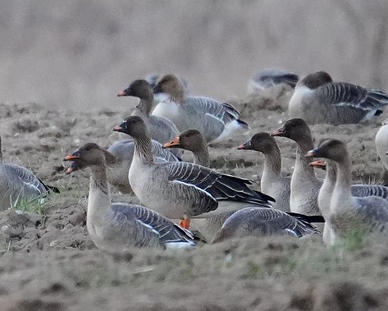 gęś zbożowa  - Grzegorz Grygoruk