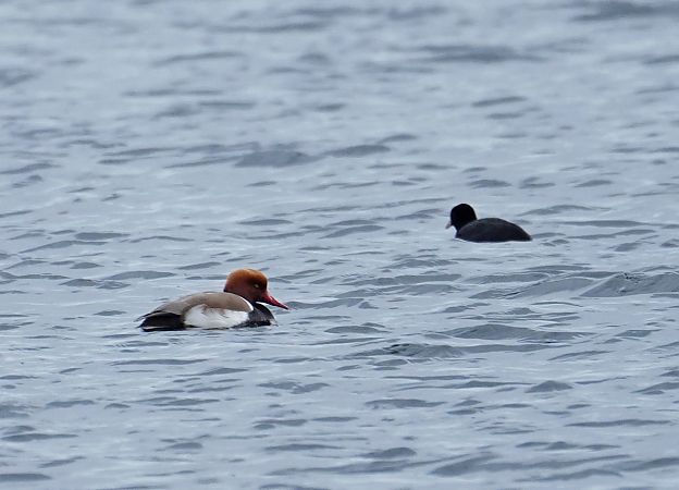 hełmiatka  - Grzegorz Grygoruk