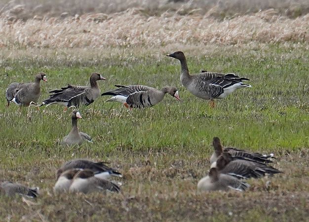 Waldsaatgans  - Grzegorz Grygoruk