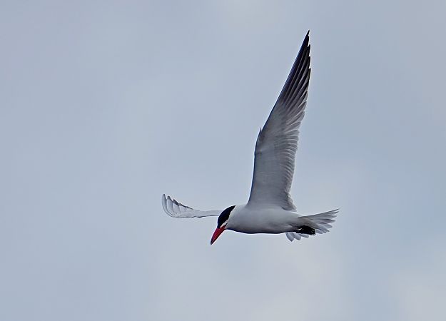 Raubseeschwalbe  - Grzegorz Grygoruk