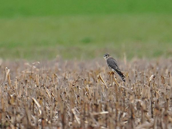 drzemlik  - Grzegorz Grygoruk