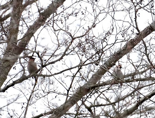Seidenschwanz  - Grzegorz Grygoruk