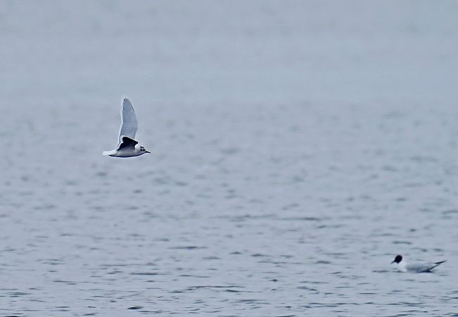 Little Gull  - Grzegorz Grygoruk