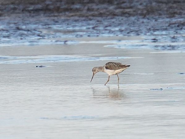 Chevalier aboyeur  - Grzegorz Grygoruk