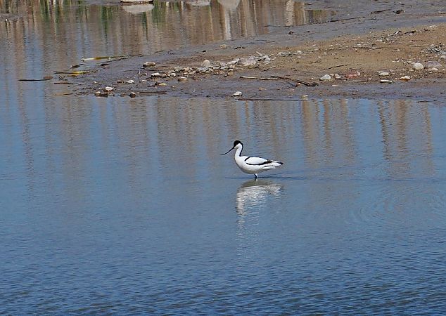szablodziób  - Grzegorz Grygoruk