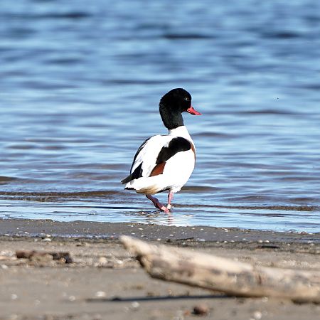 Brandgans  - Gosia Mikos