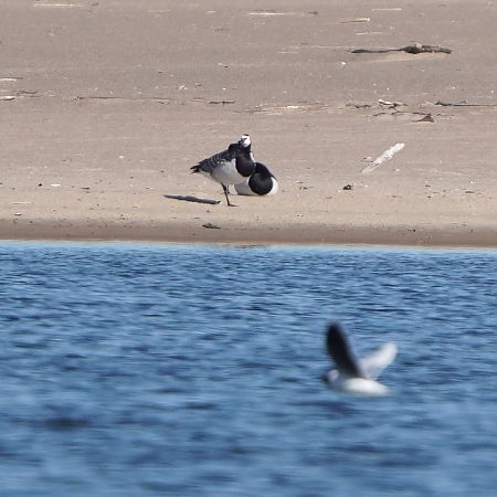 bernikla białolica  - Gosia Mikos
