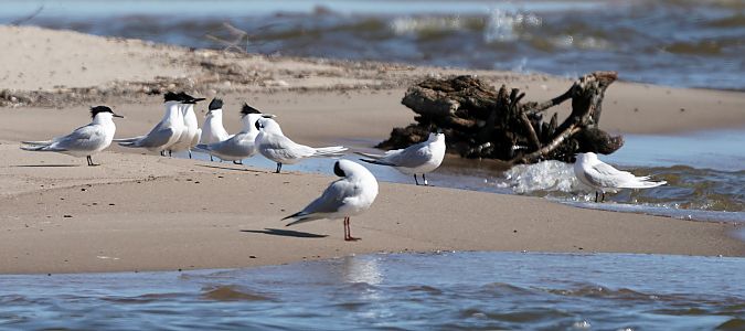 rybitwa czubata  - Gosia Mikos