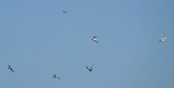 Brandseeschwalbe  - Gosia Mikos