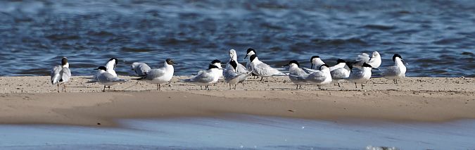 Brandseeschwalbe  - Gosia Mikos