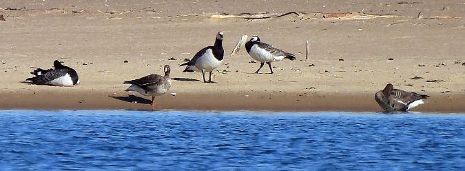 bernikla białolica  - Gosia Mikos