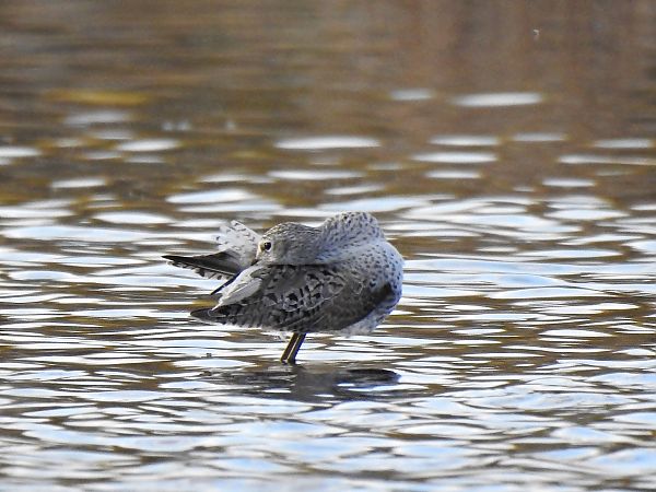 Teichwasserläufer  - Hanna Lisiecka