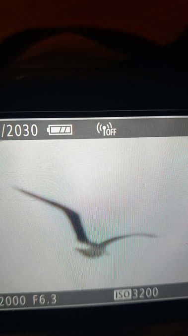 Heringsmöwe (ssp. fuscus)  - Mariusz Majewski