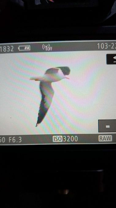 mewa żółtonoga (ssp. fuscus)  - Mariusz Majewski