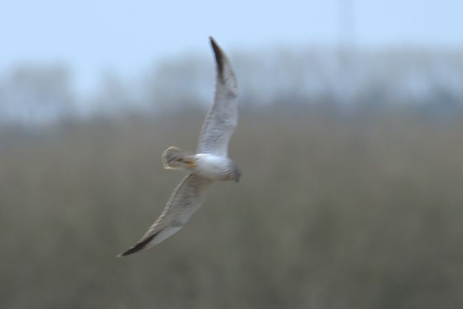 błotniak stepowy  - Paweł Zawadzki