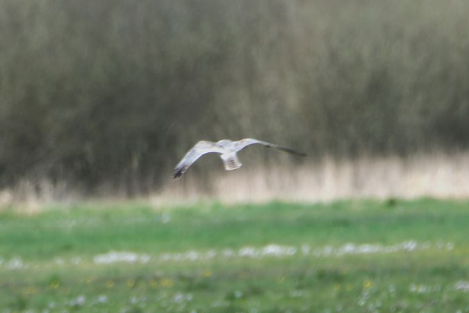 błotniak stepowy  - Paweł Zawadzki