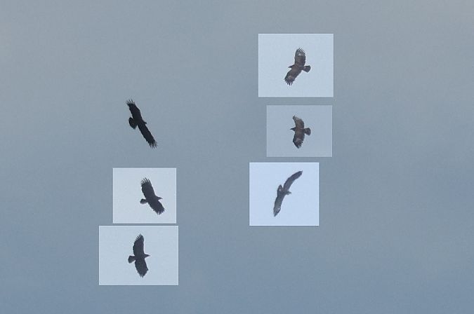 orlik grubodzioby  - Łukasz Krajewski