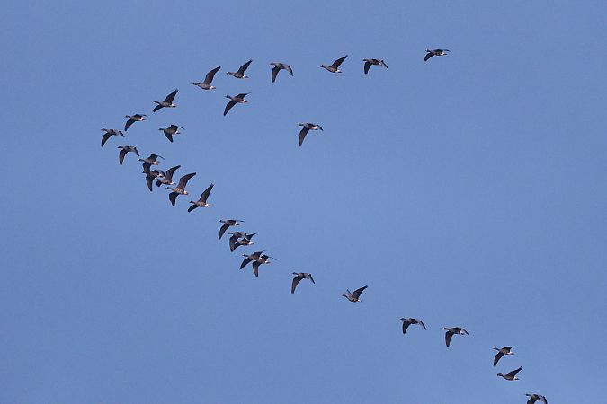 gęś mała  - Łukasz Krajewski