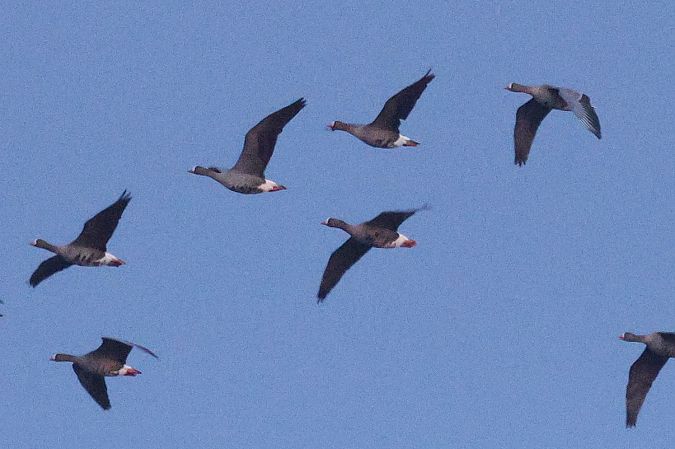 Oie naine  - Łukasz Krajewski