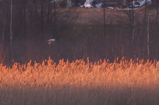 błotniak stepowy  - Łukasz Krajewski