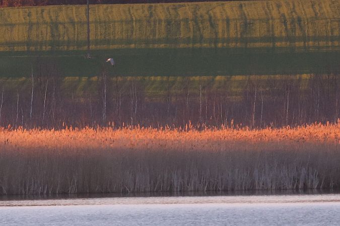 Steppenweihe  - Łukasz Krajewski