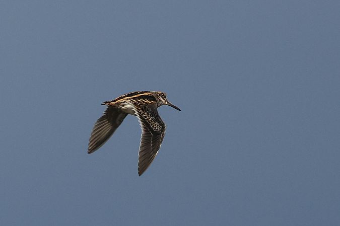 bekasik  - Łukasz Krajewski