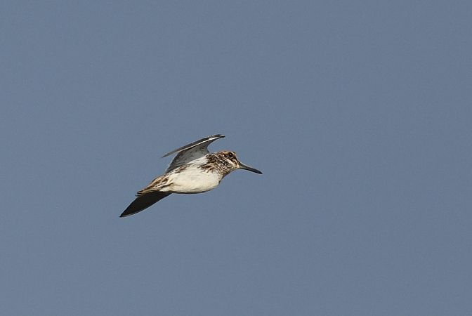 Zwergschnepfe  - Łukasz Krajewski