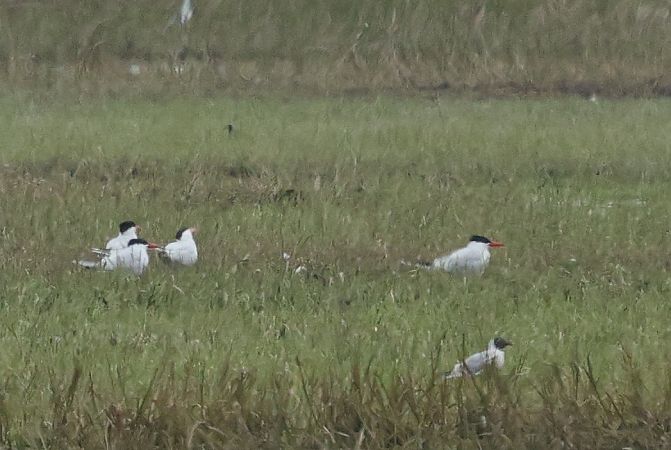 Raubseeschwalbe  - Łukasz Krajewski