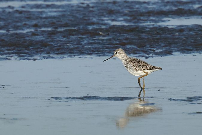Teichwasserläufer  - Łukasz Krajewski