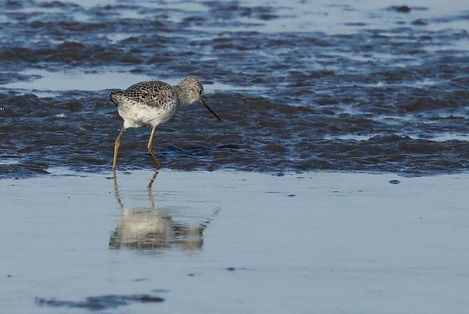 Teichwasserläufer  - Łukasz Krajewski