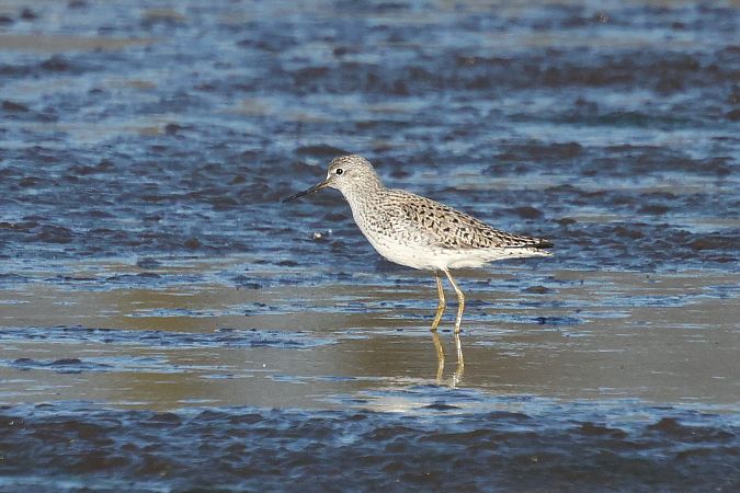 Teichwasserläufer  - Łukasz Krajewski