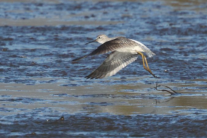 Teichwasserläufer  - Łukasz Krajewski