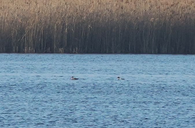 Mittelsäger  - Łukasz Krajewski