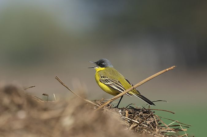 pliszka żółta (tundrowa, ssp. thunbergi)  - Łukasz Krajewski