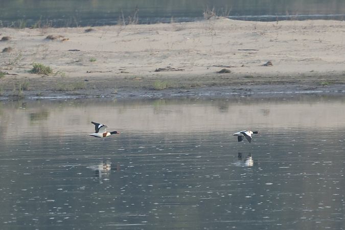 Brandgans  - Łukasz Krajewski