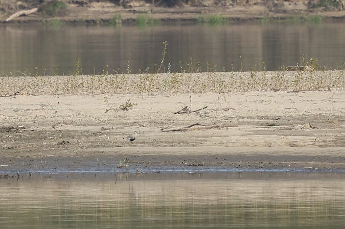 Steppenkiebitz  - Łukasz Krajewski