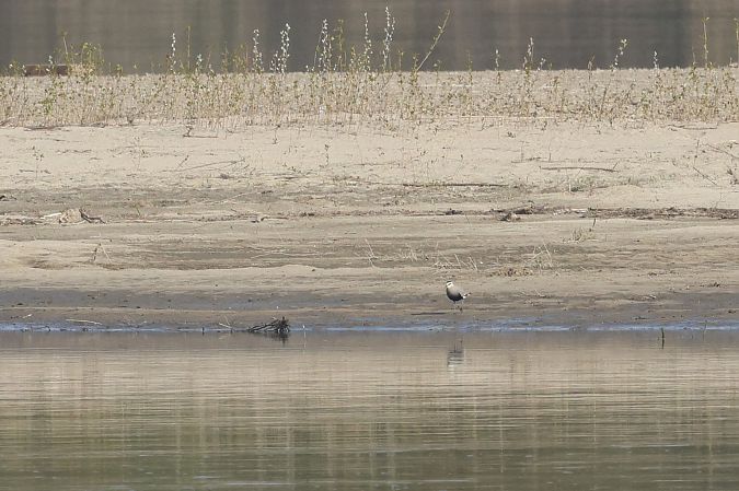 czajka towarzyska  - Łukasz Krajewski