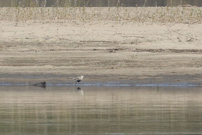 czajka towarzyska  - Łukasz Krajewski