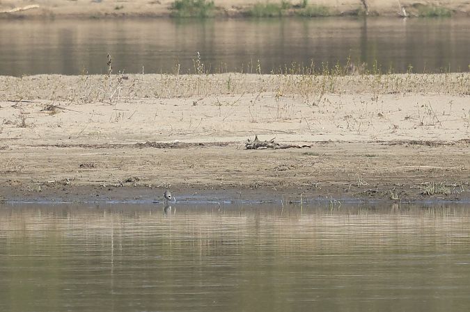 czajka towarzyska  - Łukasz Krajewski