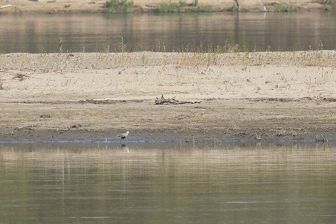 czajka towarzyska  - Łukasz Krajewski