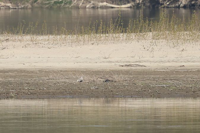 czajka towarzyska  - Łukasz Krajewski