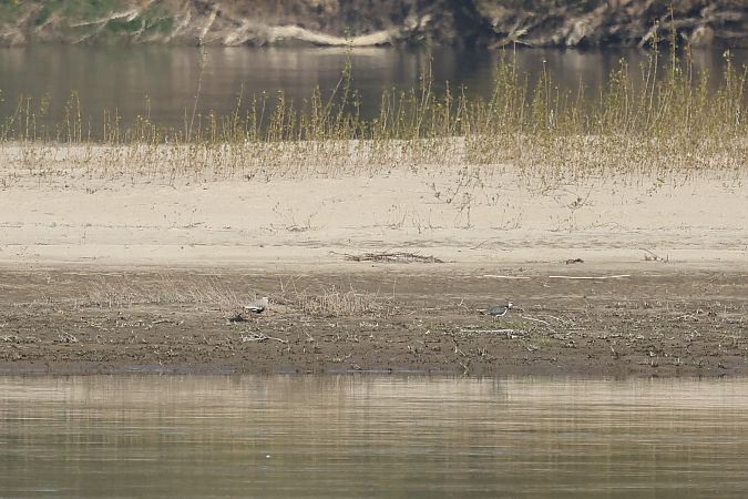 czajka towarzyska  - Łukasz Krajewski