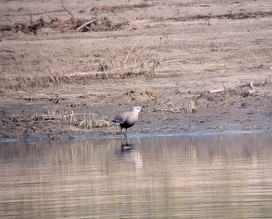 czajka towarzyska  - Łukasz Krajewski