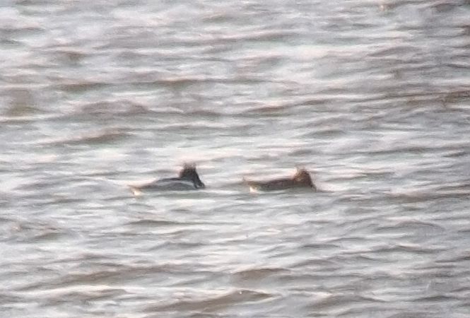 szlachar  - Łukasz Krajewski