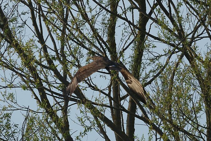 orlik grubodzioby  - Łukasz Krajewski