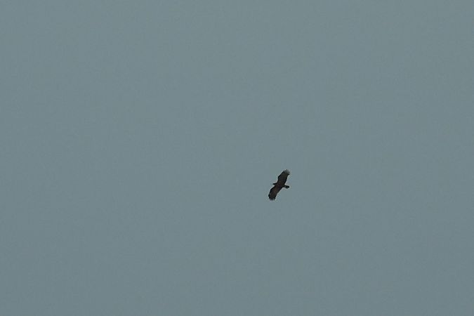 Schelladler  - Łukasz Krajewski