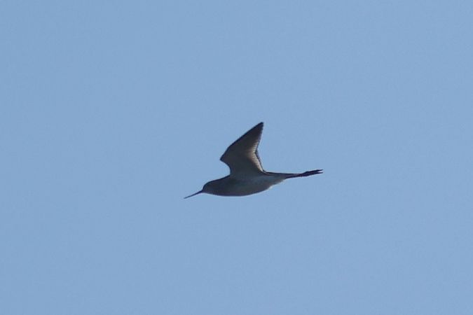 brodziec pławny  - Łukasz Krajewski