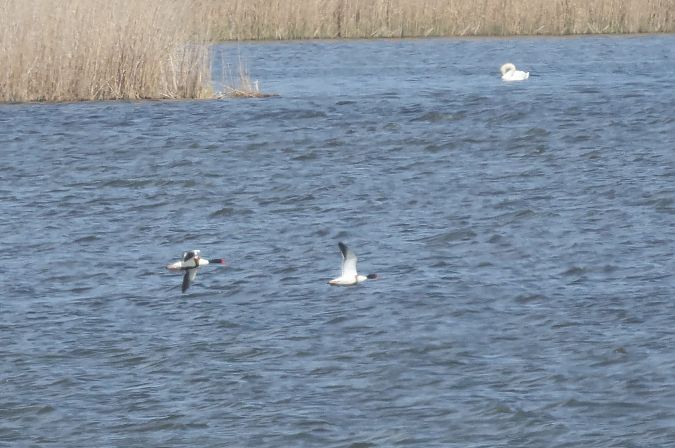 ohar  - Łukasz Krajewski