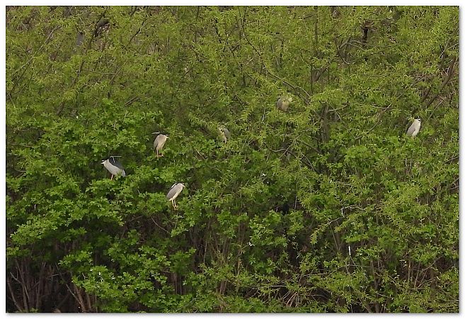 ślepowron  - Piotr Gajewski