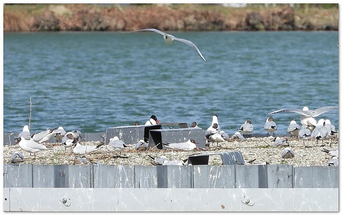 mewa czarnogłowa  - Piotr Gajewski